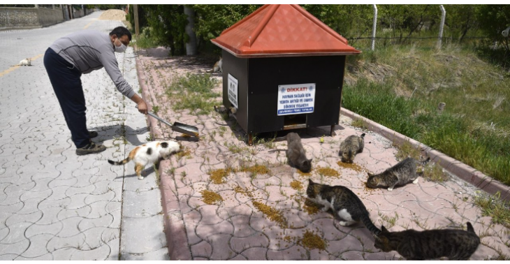 Help om gewonde en zieke huisdieren die buiten leven in Turkije