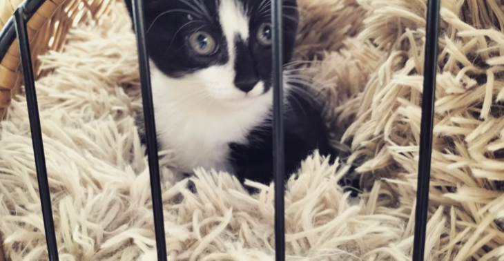 Help minima gezin van 6 met dierenarts kosten  voor kitten. 