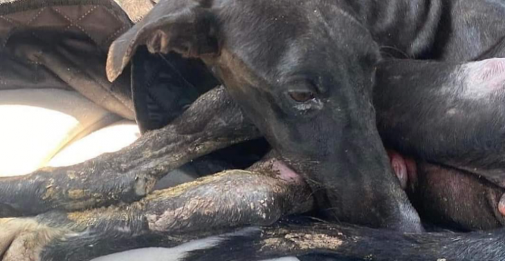 Help Sally & Soleil weer te lopen 