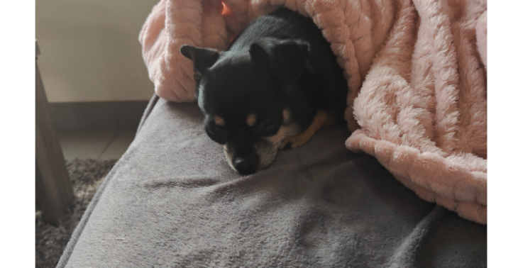 Help mijn chihuahua 