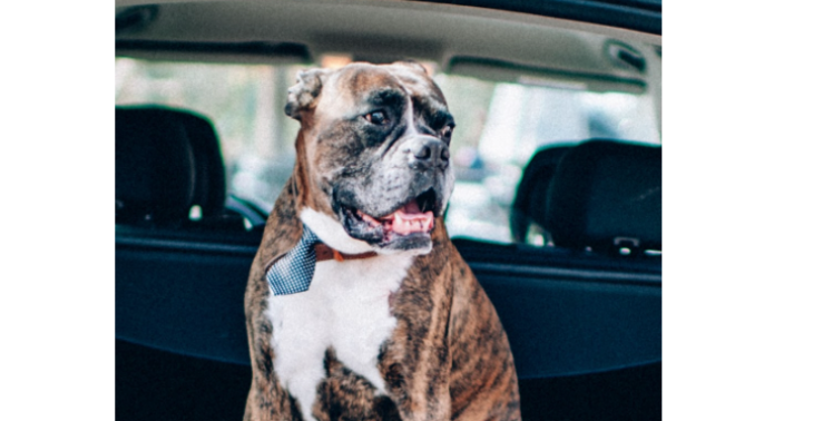Bailey Beer zijn hartje is te groot, mijn liefste Boxer heeft hulp nodig! 