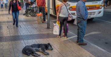 dierenkennel "La Casa Feliz"