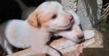 Help the streetdogs in Marocco !