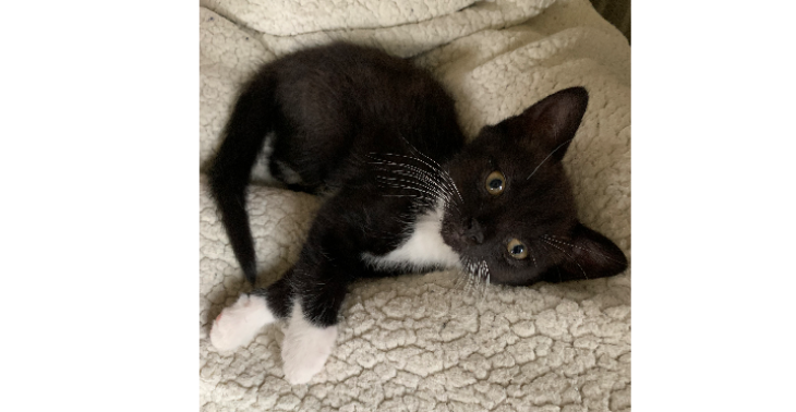 Help Nala een dodelijk virus te overwinnen