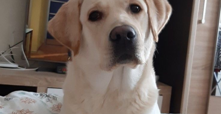 Red het leven van onze lieve hond Rocky en maak mijn zoontje enorm gelukkig