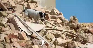 Animals: the forgotten victims in a disaster.