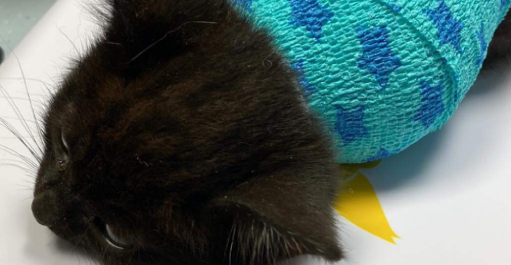 Help zwerfkatje met geamputeerde pootje 
