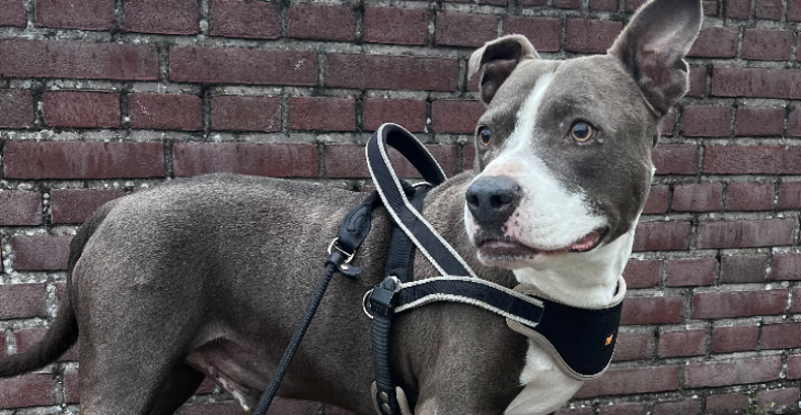 Help Skye in zijn strijd tegen kanker