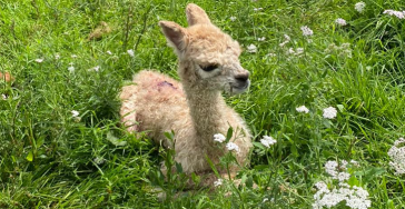 Steunactie operatie tumor babyalpaca Atiq