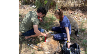 Help ons zorgen voor zwerf dieren