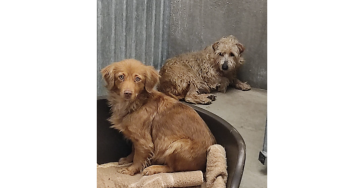 Help Telma en Louise aan de nodige zorg