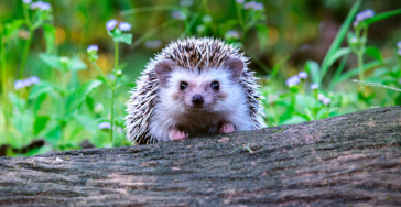 Egel opvang / hedgehog shelter