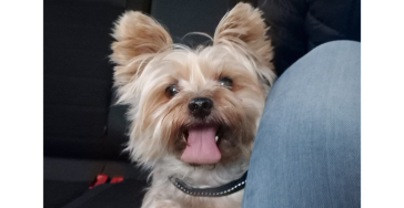 Help lieve Matcho! ?