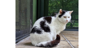 Help Pinky en Vlekje
