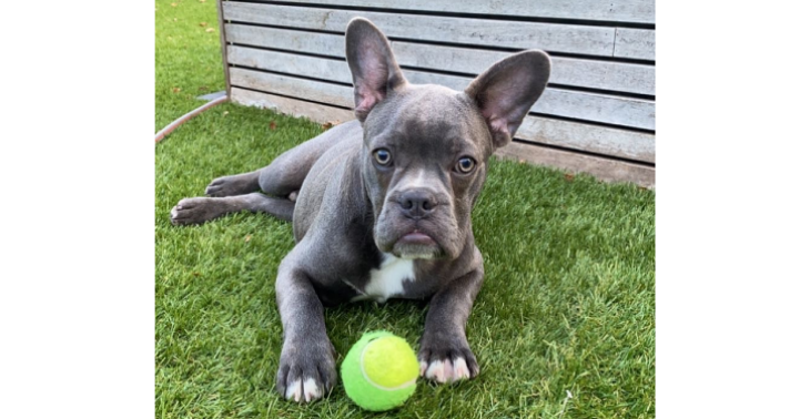 Hip dysplasia dog