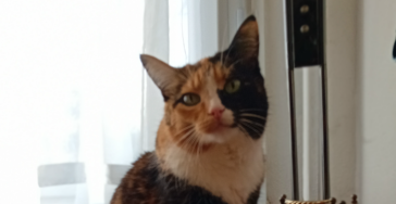 Mijn katje heeft diabetes 2, en we kunnen alle hulp gebruiken.