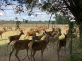 hertenboerderij 8 1536x1152