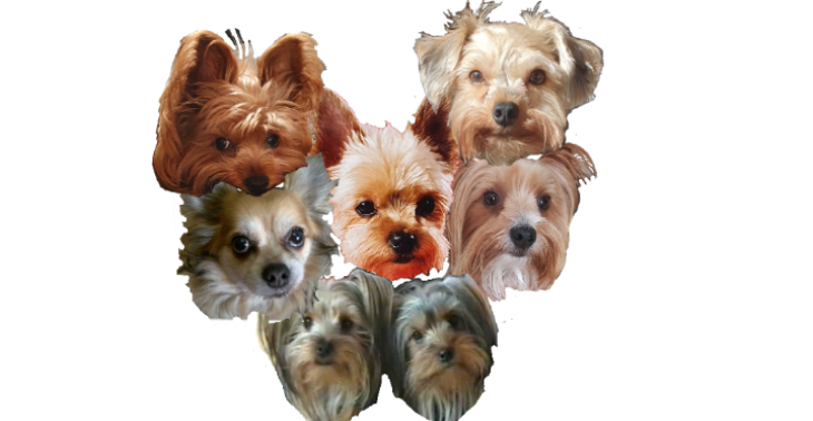 Dieren in nood