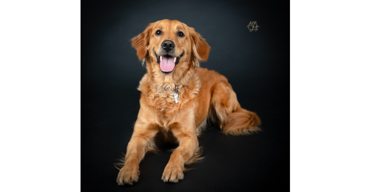 Een blindengeleidehond voor Anita