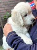 afbeelding2gijs