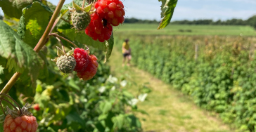 Fruittuin