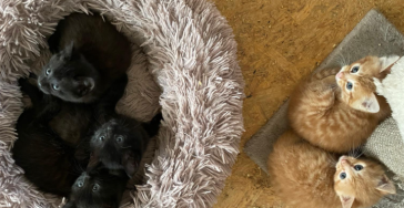 Help ons de dieren helpen