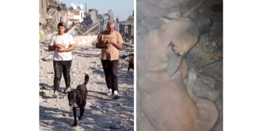 Help de Honden en Katten van Houssein
