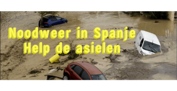 Helpen en redden van de dieren en asielen in nood regio Valencia Spanje