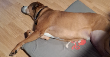 Chiko mijn hond