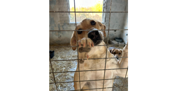 Stichting Dogshelter SOS - Help de straathonden van Skydra (Griekenland)