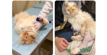 Help Madelief’s Battle for Health