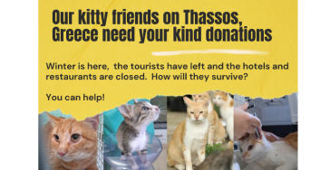 Thassos Island Cats: Together, We Can Make a Difference