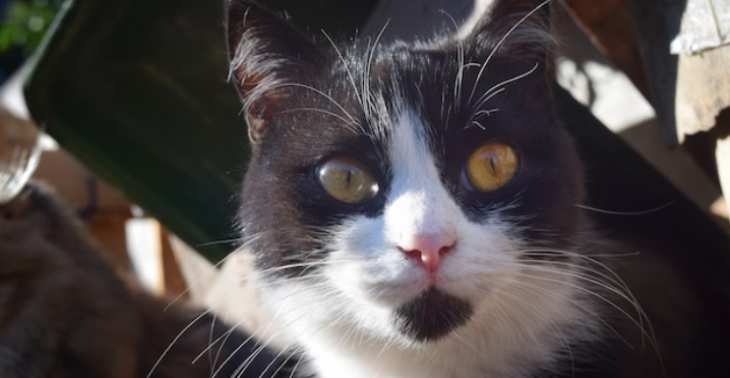 Help mijn kat