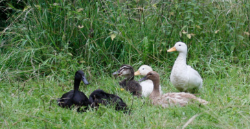 Join Us in Building an Environmental Animal Sanctuary