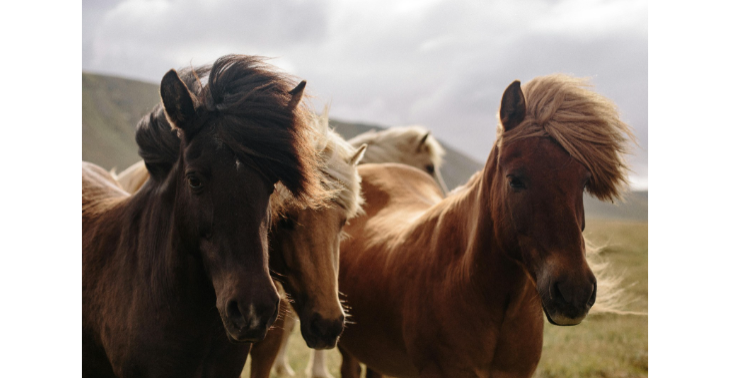 Paarden hebben dringend hulp nodig.