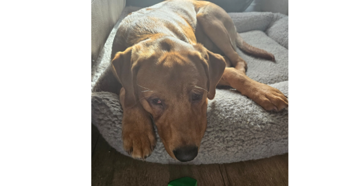 Help ons alsjeblieft om Koda te helpen.
