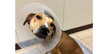 Help onze lieve Billie er weer bovenop