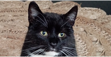 Dierenartskosten voor kat Jesse