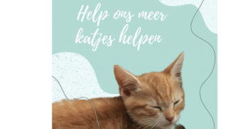 Crowdfunding voor kattenopvang "Dendermondse zwervertjes"