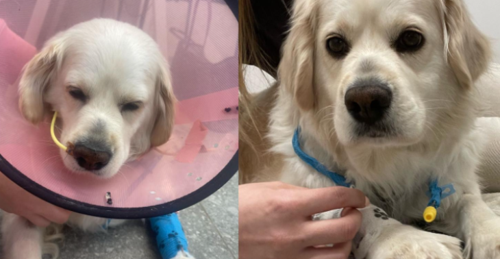 Luna’s onverwachte strijd tegen IMHA en ANAPLASMA