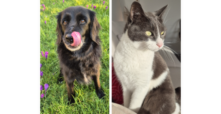 Help Give My Fur Babies a Fighting Chance
