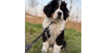 ? Help Bodhi aan een toekomst en een leven zonder pijn! ?