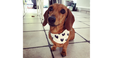 Toulouse needs your help! 
