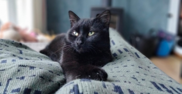 Help Wolfje – jonge kat vecht voor haar leven na zwaar ongeval