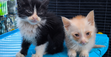 ? Help Oreo & Leo te overleven ? twee gedumpte kittens in nood ?