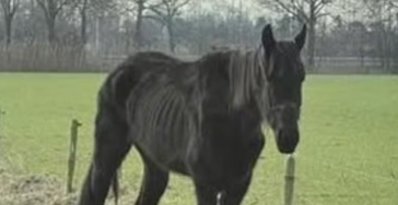 De verwaarloosde paarden Dedemsvaart