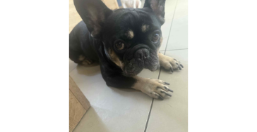 frans bulldog diezel 5jaar nek hernia