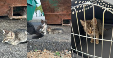 RED DIERENLEVENS (Ondersteun een opvang, opgezet door een vrijwilligster)