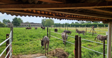 Camera's voor de ezeltjes bij Anegria