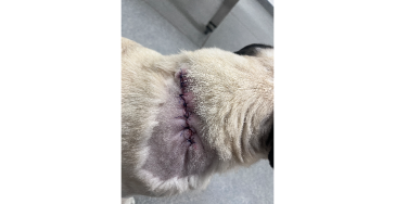Help Gucci ,ondertussen ook operatie gehad. ons zieke mopsje met tumor